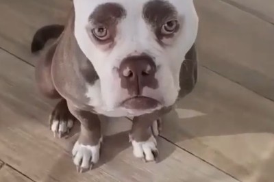 Hilarious Battle of the Barks: When a Peaceful Pup Gets Disturbed!