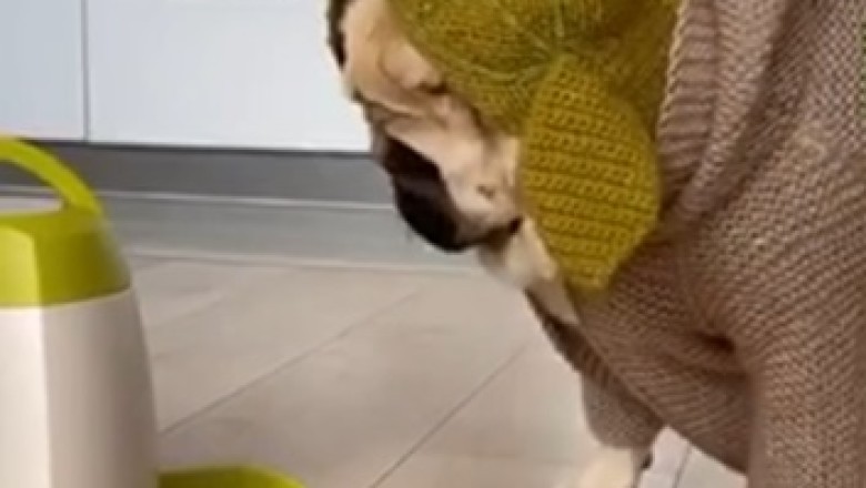 Hilarious Fail Alert: Watch This Adorable Pup Attempt to Master an Electric Mop – Canine Comedy at Its Finest!