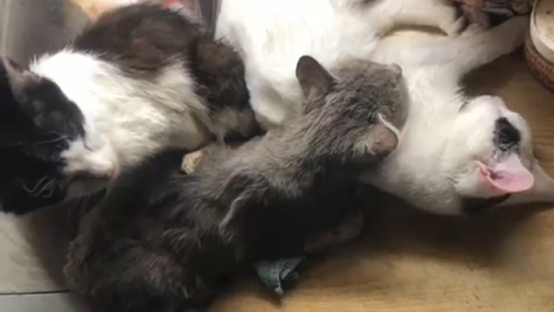 Hilarious Feline Frolic: Triple Trouble with Three Adorable Cats!