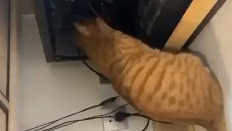 Hilarious Feline Shenanigans: Cat on a Mission to Cut Off Electricity Will Leave You in Stitches!