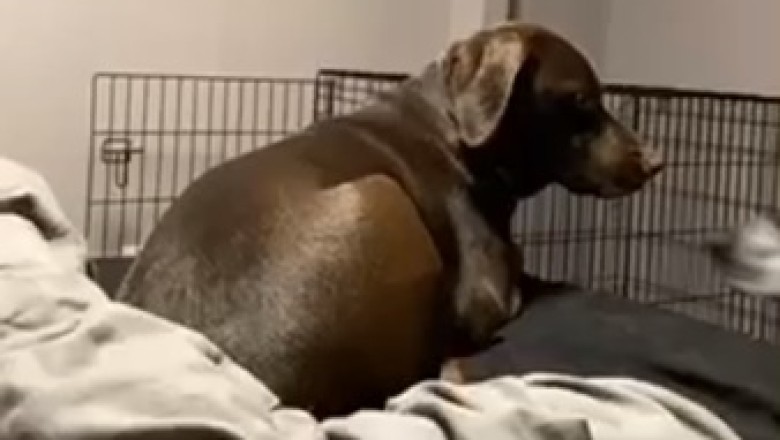 Hilarious Home Run: Dog Accidentally Hits Friend While Playing Indoors!