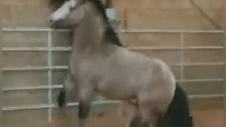 Hysterical Horsey Shenanigans: Watch in Amazement as a Mischievous Horse Covers Everything in Sight with a Cloud of Dust!