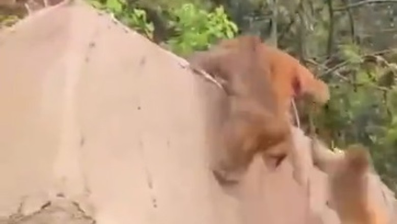 Monkey Madness: Hilarious Showdown as Mischievous Monkeys Bicker over Mountain Dominance!