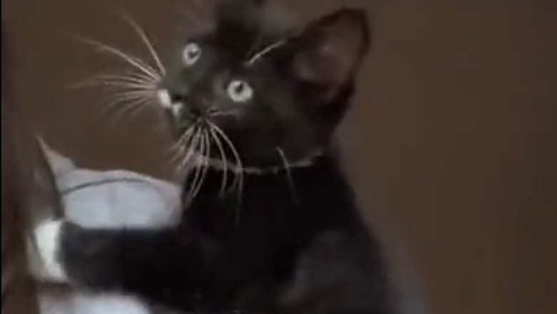 Prepare for Cuteness Overload: This Lovely Cat Will Melt Your Heart with its Adorable Antics!