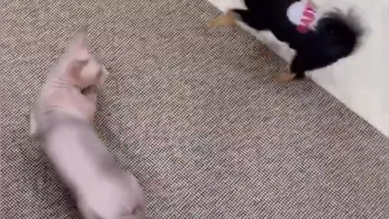 Side-Splitting Shenanigans: Pets Gone Hilariously Wild!