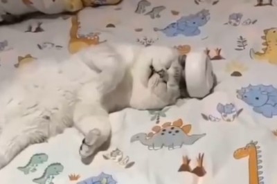 This Cat's Hilarious Head Massage Will Leave You in Stitches! Get Ready to Feline Fine!