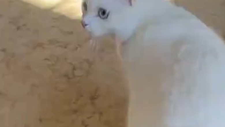 This Hilarious High-Ranking Cat Takes Charge! Watch the Pawesome Adventures of the Feline Boss!
