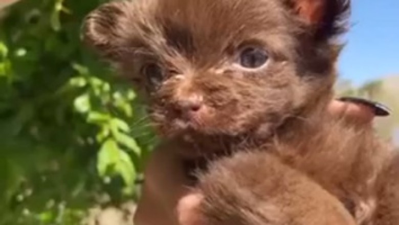 Too Adorable to Handle: Watch as this Tiny Dog Takes Fashion to the Next Level with its Unbelievably Stylish Hat!