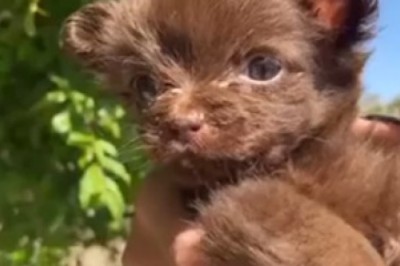 Too Adorable to Handle: Watch as this Tiny Dog Takes Fashion to the Next Level with its Unbelievably Stylish Hat!