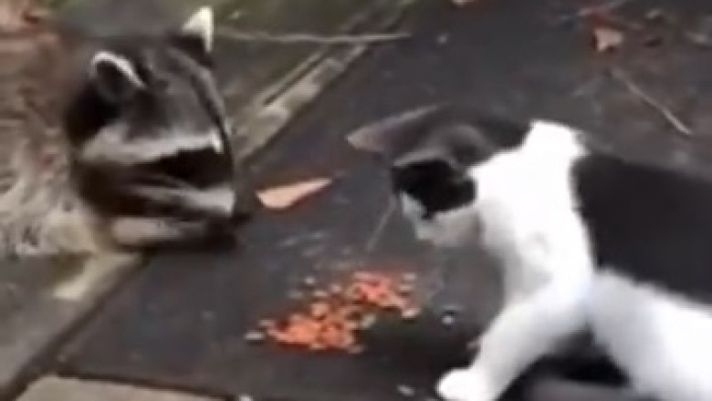 Unleash the Laughter with These Hilariously Funny Pets! Prepare for a Paw-some Comedy Show!