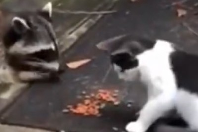 Unleash the Laughter with These Hilariously Funny Pets! Prepare for a Paw-some Comedy Show!