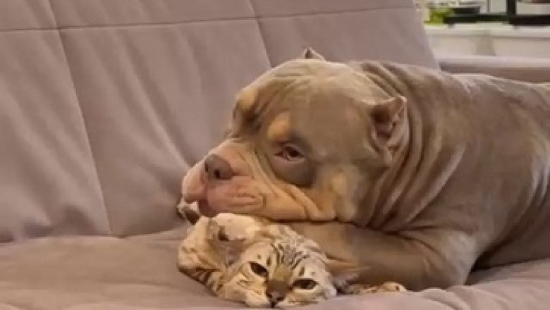 Unlikely BFFs: Hilarious Adventures of a Dog and his Cat Pal!