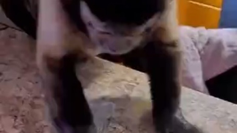 Watch This Hilarious Monkey Turn into a Master Chef! Kitchen Cleaning Like You've Never Seen Before!