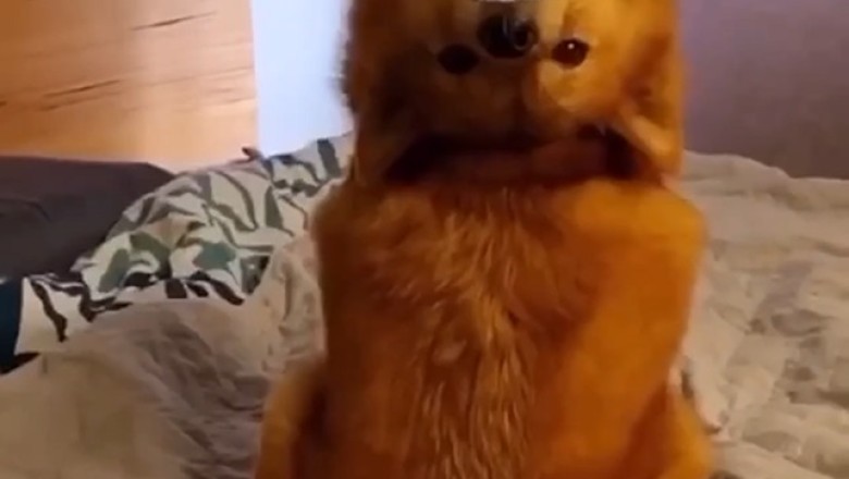 Watch this Hilarious Video of a Dog's Inexplicably Quirky Dance Moves!