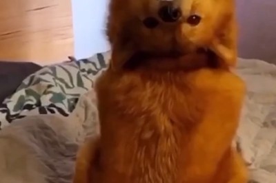 Watch this Hilarious Video of a Dog's Inexplicably Quirky Dance Moves!