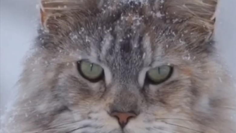 Wild Cat vs. Snow: A Hilarious Encounter You Won't Believe!