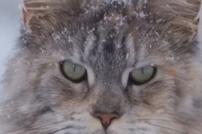 Wild Cat vs. Snow: A Hilarious Encounter You Won't Believe!