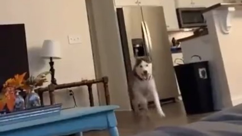 Hilarious Homebody Dog Discovers His True Calling as the Ultimate Stay-at-Home Pup!