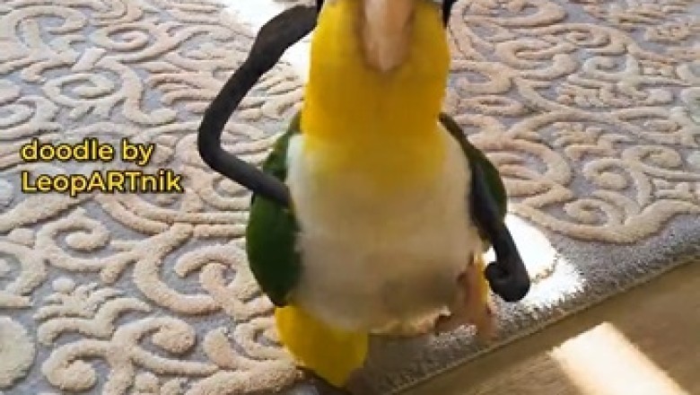 Hilarious Parrot Takes the Military by Storm with Perfect Salutes!