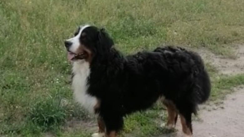 This Countryside-Lovin' Dog Proves That Ruffin' It is Just Paw-some!