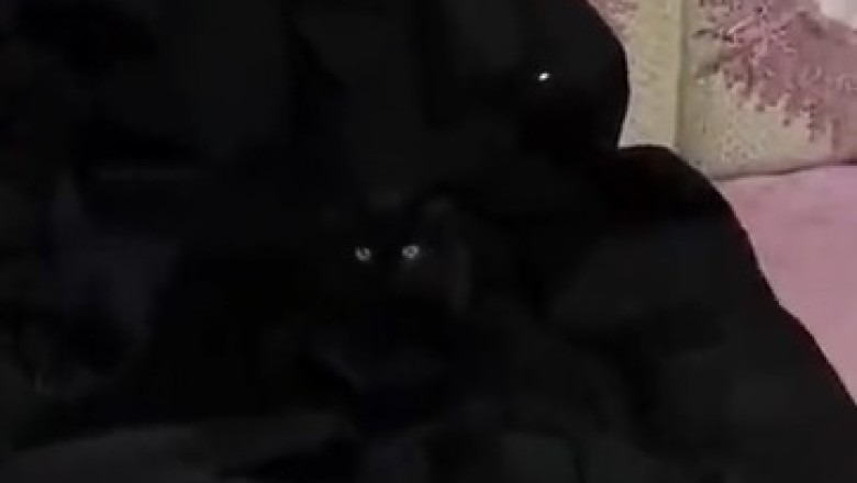 Unbelievably Hilarious Black Cat Takes Pranks to a Whole New Level!