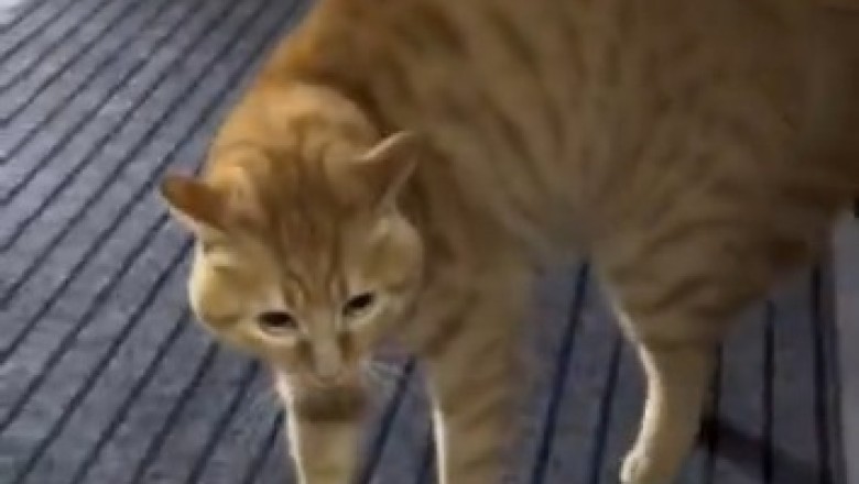 Unleash Your Laughter with the World's Angriest Cat - Prepare for Adorable Fury!