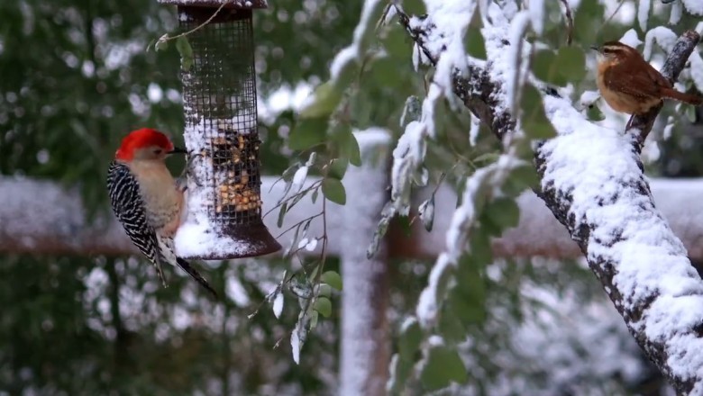Adorable Bird Devours Corn-on-the-Cob like a Champion Eater!
