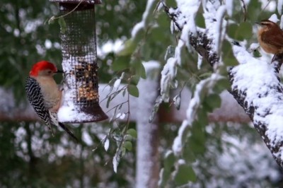 Adorable Bird Devours Corn-on-the-Cob like a Champion Eater!