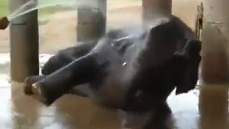 Adorable Mishaps Ensue as Small Elephant Takes a Hilarious Approach to Bathing!