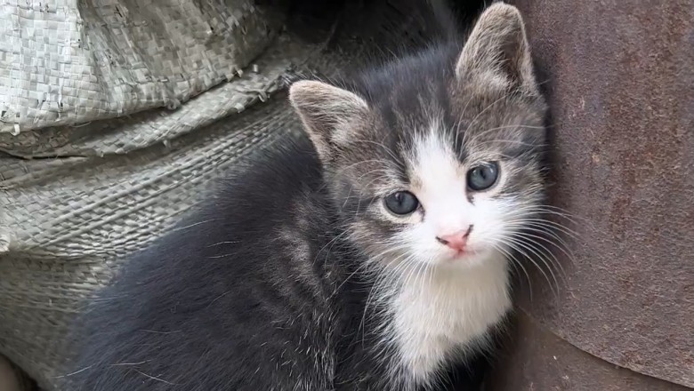Adorably Insane: Hilarious Kitten's Playtime Takes a Crazy Turn!