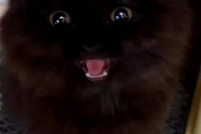 Cute Overload Alert! Prepare to Melt with Delight as You Meet the Most Adorable and Playful Kitten Ever!