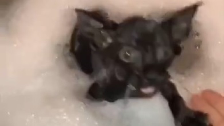 From Fluffy Floofs to Soaked Sidekicks: Hilarious Before and After Bathing Moments of Cats and Dogs!