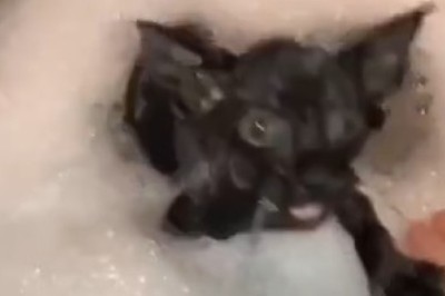 From Fluffy Floofs to Soaked Sidekicks: Hilarious Before and After Bathing Moments of Cats and Dogs!