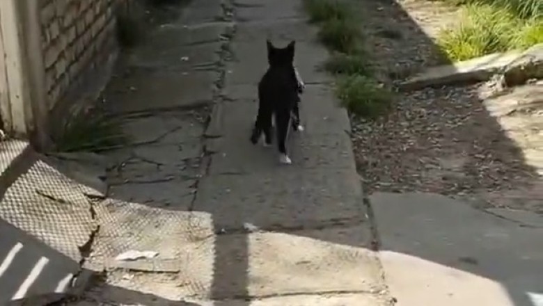 Hilarious Cat Caught Red-Handed with Underwear in Its Mouth!