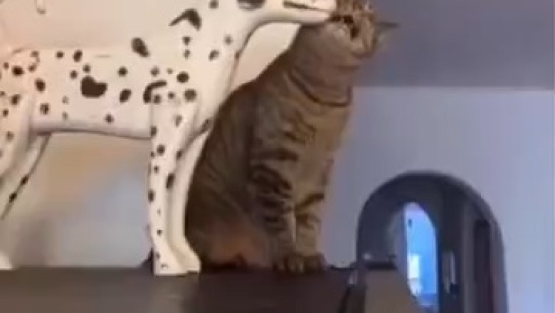 Hilarious Cat Masters the Art of Statue Impersonation!