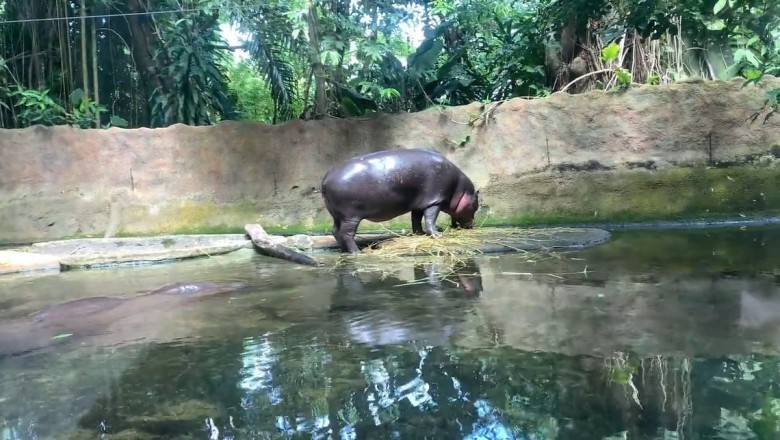 Hilarious Hippopotamus Breaks into Garden Dance Party!