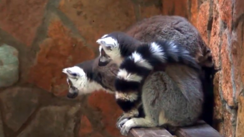 Hilarious Lemurs' Epic Dance Party - You Won't Believe Your Eyes!