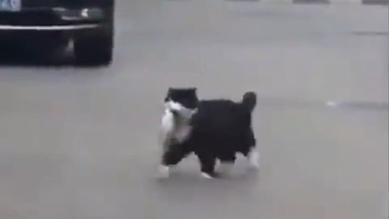 Hilarious Pet Fails and Funny Moments That Will Have You in Stitches!