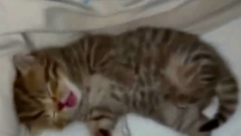 Hilarious Video: Adorable Sleeping Kitty Takes  Napping to a Whole New Level