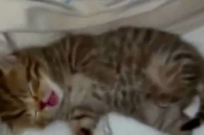 Hilarious Video: Adorable Sleeping Kitty Takes  Napping to a Whole New Level