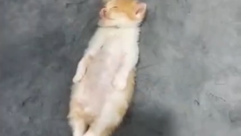 Hilarious Video: Sleeping Kitten Takes Napping to a Whole New Level