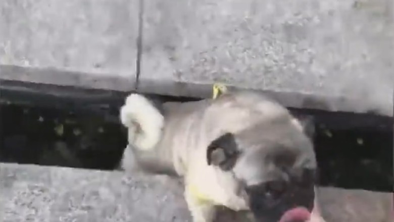 Pawsitively Hilarious: Unforgettable Moments of Pets Unleashing Their Comedy Skills!