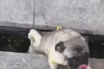 Pawsitively Hilarious: Unforgettable Moments of Pets Unleashing Their Comedy Skills!