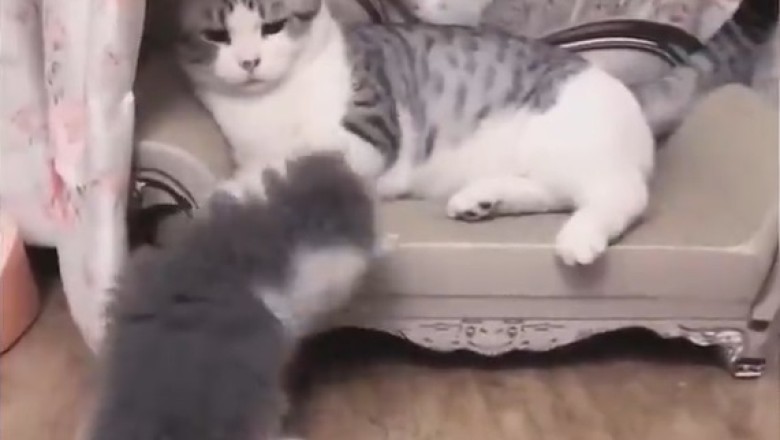 Pet-tastic Comedy Moment: Hilarious Pets Stealing the Show with Their Silly Antics!