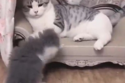 Pet-tastic Comedy Moment: Hilarious Pets Stealing the Show with Their Silly Antics!