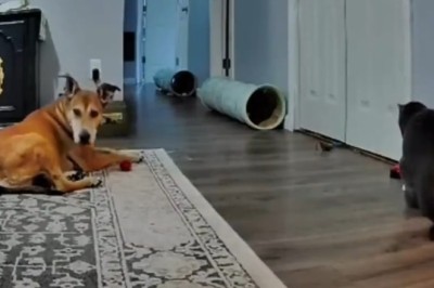 Pets Gone Wild: The Ultimate Compilation of Hilarious Pet Misadventures!