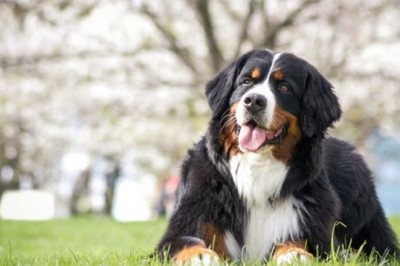 Preserving the Joints of Large Dogs: The Ultimate Guide for a Happier and Healthier Furry Friend!
