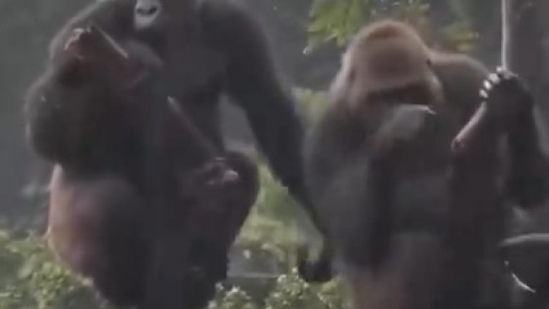 Rainy Day Spa: Hilarious Gorilla Gets a Refreshing Shower!