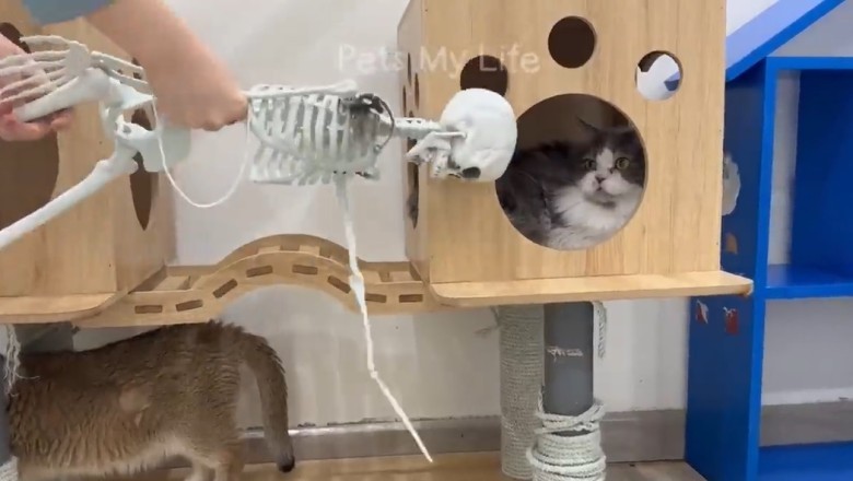 ROFL Pets: Prepare to Laugh Your Tail Off!