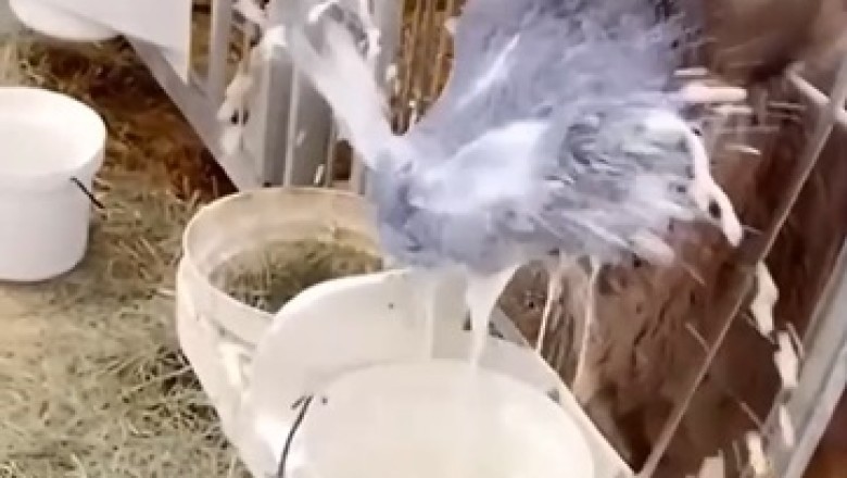 Side-Splitting Showdown: Adorable Animals Battle It Out in the Ultimate Comedy Show!